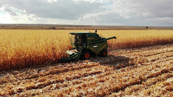 玉米籽粒机械收获 增加经济效益 减少环境污染