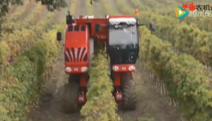 博格公司V-TrackTRS30葡萄橄榄收获机作业视频