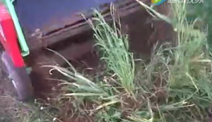 Wega公司1400型大蒜起收机视频