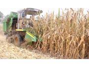 金大丰4YZP-3D玉米收获机作业视频