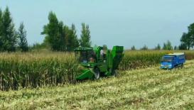 迪马瑞龙小十行玉米收获机作业视频