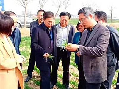 陕西省农业农村厅观摩小麦机播质量，洛阳鑫乐免耕播种机优势显著