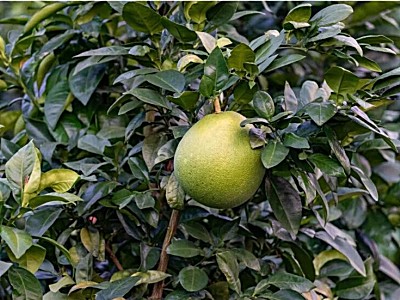高溫大旱之下的「世博會參展蜜柚」，如何保豐收？