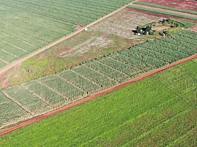 农业无人机守护南非甘蔗，助力小农户解决植保难题