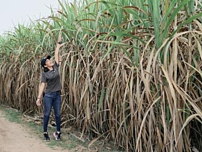 无人机为泰国甘蔗园撒肥，增产3000吨，含糖量超平均水平！