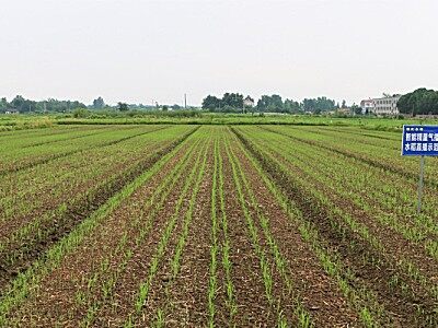 众祥千亩旱直播水稻种植方法及长势跟踪分享