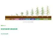 干货收藏！玉米不同时期该怎么打药实现增产增收？