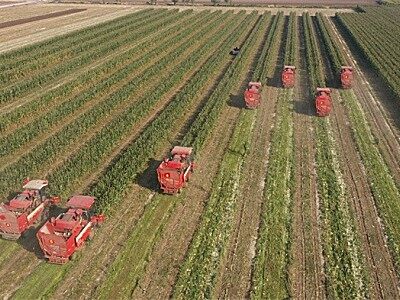 机收减损、高效节油 雷沃谷神玉米机打通“增产增收”关键技术环节