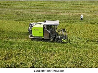 “稻?！贝┧?高效耕耘丨中聯(lián)重科智能農(nóng)機(jī)讓水稻種糧大戶“雙搶”更從容