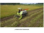 “田间日”秀实力，中联重科护航水稻全程机械化生产