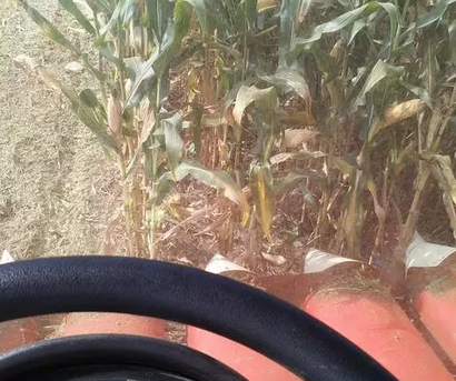 雷沃谷神4行玉米收割機