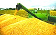 中国玉米市场长期走势向好