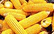 受收储政策影响 玉米价格低迷状态或将有所改观