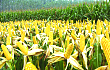 辽宁推进种植业结构调整 调减玉米种植二百万亩