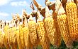 东北及华北局部地区玉米小幅上涨