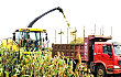云南：青贮玉米成新兴致富产业