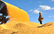 吉林省粮食生产再获丰收 总产达743亿斤