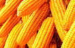 “价补分离”攻坚粮价市场化 玉米库存成本每年630亿