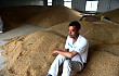 安徽：小麦品质受损 农民遭遇“卖粮难”