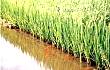 全国稻田综合种养面积达1200万亩