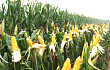 辽宁玉米生产者将获补贴 资金向玉米优势产区倾斜