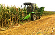 安徽：玉米籽粒直收突破品种瓶颈