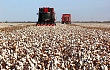 物联网助推棉花生产提质增效