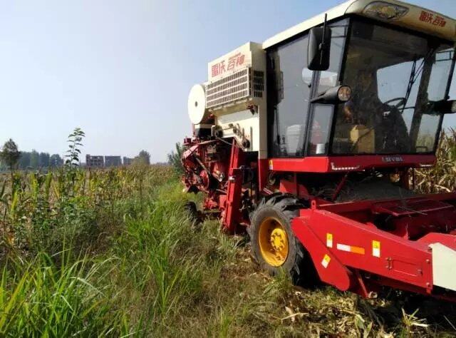 雷沃穀神gm80使玉米收穫進入籽粒直收時代