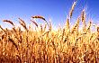 小麦**低收购价下调对短期市场不会有过大冲击