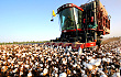国库今年不再收购新棉 棉花市场受影响