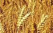 重磅！陈锡文建议明年取消主产区的麦、稻**低收购价格制度
