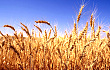 多地小麦价格上涨 后期上涨空间不大