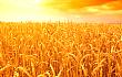 注意！这些优质小麦品种，产量高、市场需求大！