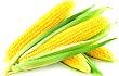 促进玉米经济由“量”到“质”的革命性提升