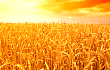 国家粮食局：小麦已进入收购高峰期 **低收购价1.18元/斤