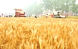 我国小麦收获机处在成长阶段 机械水平仍需突破