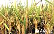 水稻新品“明登7号”亩产800公斤 为农机化生产提供品种支撑