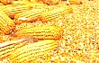 2019年玉米产需缺口扩大到3331万吨！玉米价格能涨起来吗？