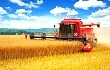 今年中国粮食总产量减产74亿斤！国家统计局：仍属丰收年景