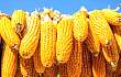 华北产区玉米价格缘何再次上涨？