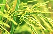 黑龙江：今年水稻面积调减150万亩 水稻休耕试点每亩补500元
