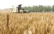 全国麦收进度过半 日机收面积创新高