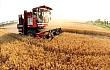 夏收小麦量价齐跌 产业链集体观望