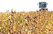 今年黑龙江大豆补贴继续高于玉米