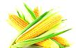 农业农村部：玉米产不足需 大豆进口量被下调