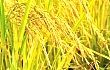 稻谷价格又下跌，今年的播种面积预计也要降