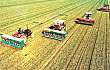 国家统计局：全国冬小麦播种面积3.31亿亩