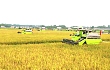 中联智能农机助力水稻生产减损增效
