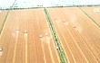 农业农村部：夏粮生产呈现四大亮点 小麦品质好于上年
