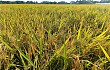 增产效果好！中联重科抛秧机再生稻种植示范取得实效